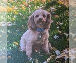 Small Photo #1 Cavapoo Puppy For Sale in NEWMANSTOWN, PA, USA