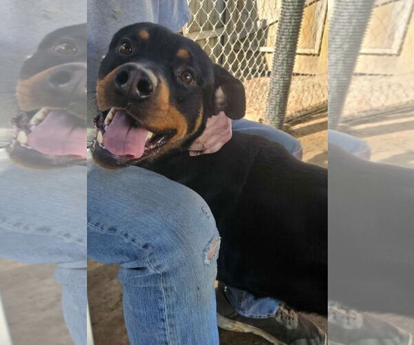 Medium Photo #2 Rottweiler Puppy For Sale in Mooresville, NC, USA