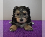 Small Photo #5 Morkie Puppy For Sale in DOWNING, MO, USA