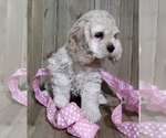 Small Photo #2 Cocker Spaniel Puppy For Sale in TERRY, MS, USA