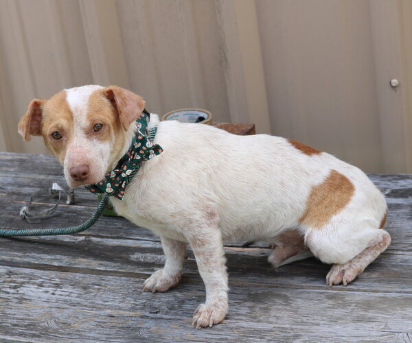Medium Photo #3 Dachshund Puppy For Sale in Bandera, TX, USA