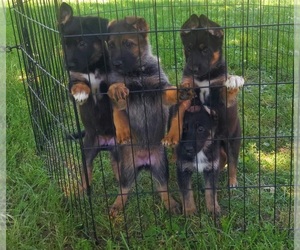 German Shepherd Dog Puppy for sale in HARTFORD, KY, USA