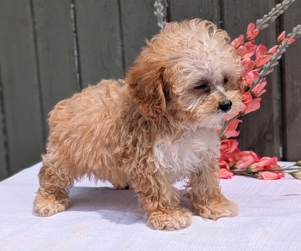 Medium Photo #4 Poodle (Miniature) Puppy For Sale in GOSHEN, IN, USA