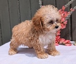 Small #3 Poodle (Miniature)