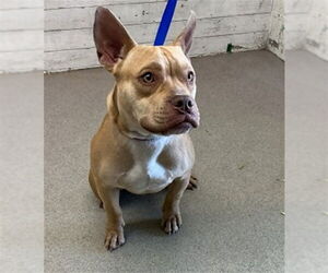 Mutt Dogs for adoption in San Bernardino, CA, USA