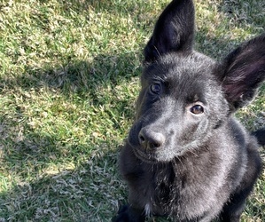 German Shepherd Dog Puppy for sale in LAKEVIEW, CA, USA