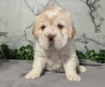 Small #10 Cocker-Pei