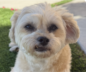Maltese Dogs for adoption in San Ramon, CA, USA
