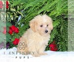 Small #1 Morkie