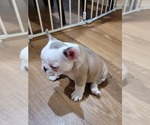 Small Photo #10 French Bulldog Puppy For Sale in GARLAND, TX, USA