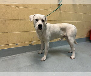 Mutt Dogs for adoption in Tulsa, OK, USA