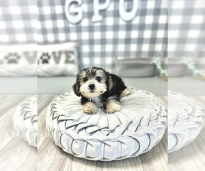 Yo-Chon Puppy for sale in MARIETTA, GA, USA