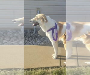 Anatolian Pyrenees Dogs for adoption in MIDWAY, UT, USA