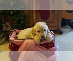 Small Photo #5 Golden Retriever Puppy For Sale in BLUFFTON, IN, USA