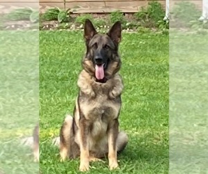 Mother of the German Shepherd Dog puppies born on 12/06/2025