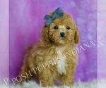 Small #4 Poodle (Miniature)