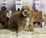 Small #5 Poodle (Miniature)