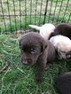 Small Photo #26 Labrador Retriever Puppy For Sale in EATONVILLE, WA, USA