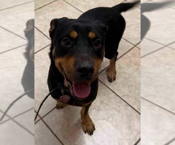 Medium Photo #2 Rottweiler Puppy For Sale in San Antonio, TX, USA