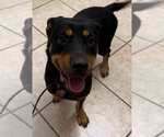 Small #1 Rottweiler