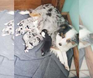 Miniature Australian Shepherd Puppy for sale in MILTON, WI, USA