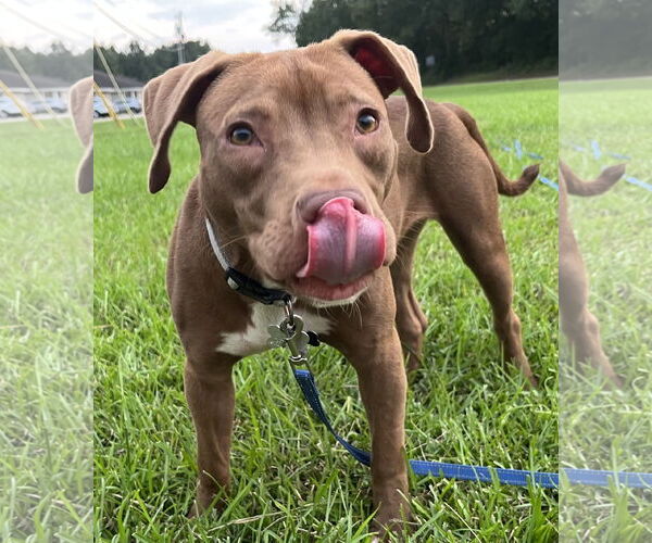 Medium Photo #5 American Pit Bull Terrier-Labrador Retriever Mix Puppy For Sale in Oakhurst, NJ, USA