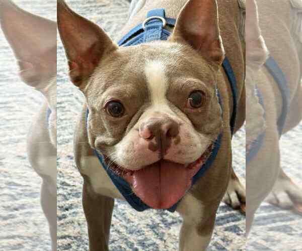 Medium Photo #1 Boston Terrier Puppy For Sale in Valrico, FL, USA