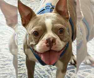 Boston Terrier Dogs for adoption in Valrico, FL, USA
