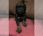 Puppy Merle Poodle (Standard)