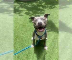 Mutt Dogs for adoption in San Francisco, CA, USA