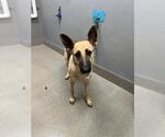 PRECIOUS - Female German Shepherd Dog-Unknown Mix Dog for Adoption - Small photo