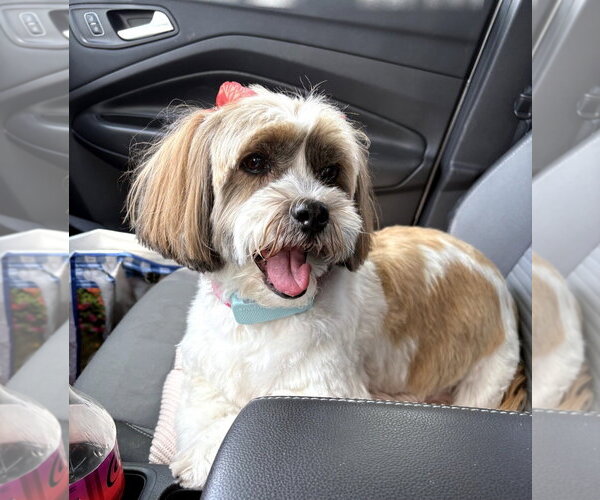 Medium Photo #1 Shih Apso Puppy For Sale in Sanford, FL, USA