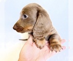 Small #6 Dachshund