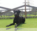Small Labrador Retriever Mix