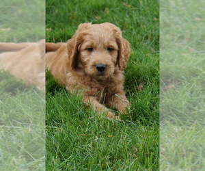 Goldendoodle (Miniature) Puppy for sale in MILLERSBURG, OH, USA