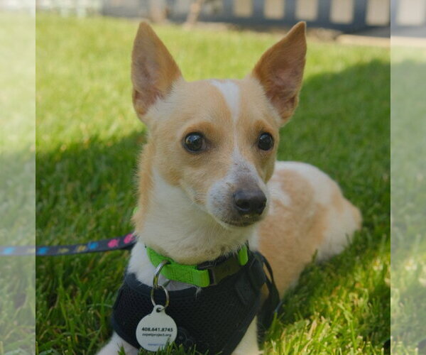 Medium Photo #9 Chihuahua-Unknown Mix Puppy For Sale in San Jose, CA, USA