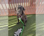 Small #1 Mutt