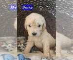 Puppy Bruno Goldendoodle