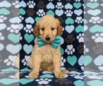 Small Goldendoodle-Poodle (Standard) Mix