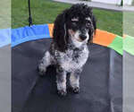 Small Photo #1 Schnoodle (Miniature) Puppy For Sale in HUMBOLDT, IL, USA