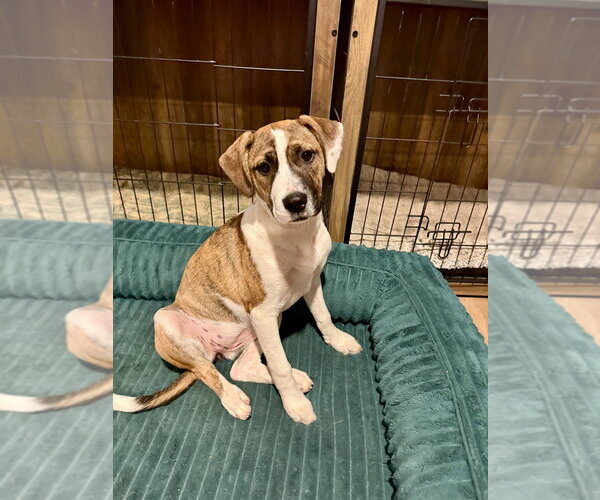 Medium Photo #17 Boxer-Unknown Mix Puppy For Sale in Mooresville, NC, USA