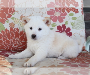 Shiba Inu Puppy for sale in SHILOH, OH, USA