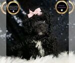 Puppy Raven AKC Poodle (Toy)