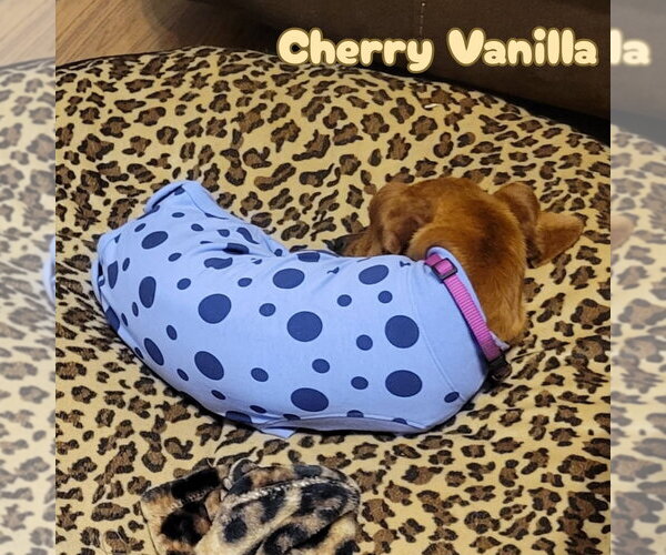 Medium Photo #5 Dachshund Puppy For Sale in San Antonio, TX, USA