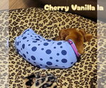 Small #4 Dachshund