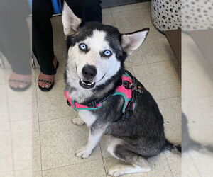 Siberian Husky Dogs for adoption in Lodi, CA, USA