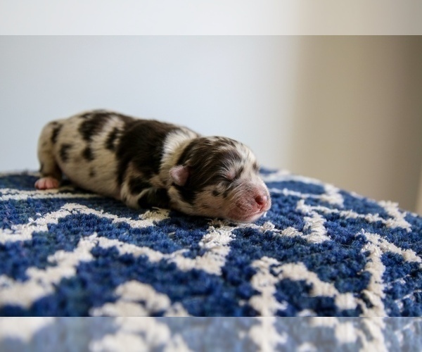Medium Photo #5 Miniature Australian Shepherd Puppy For Sale in MARYSVILLE, IN, USA