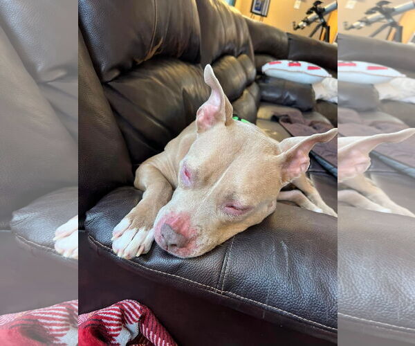 Medium Photo #10 American Pit Bull Terrier-Unknown Mix Puppy For Sale in Germantown, OH, USA