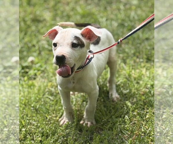 Medium Photo #1 Boxer-Unknown Mix Puppy For Sale in Yardley, PA, USA