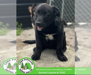 Australian Shepherd-Unknown Mix Dogs for adoption in Stroudsburg, PA, USA